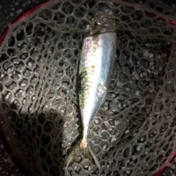 尺アジかと思いきや