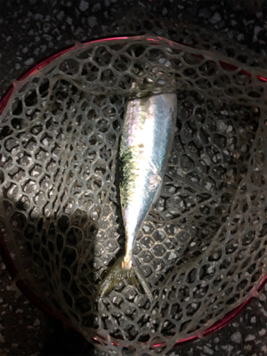 尺アジかと思いきや