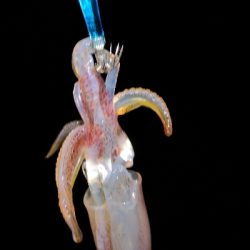 アジング練習 233