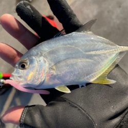 朝まずめ ライトゲーム