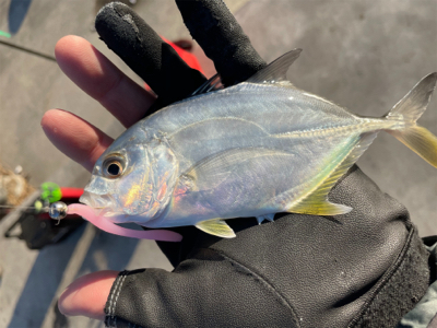 朝まずめ ライトゲーム