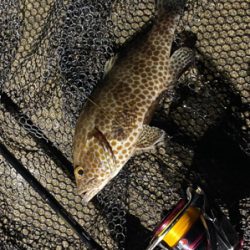 夜中　ライトゲーム