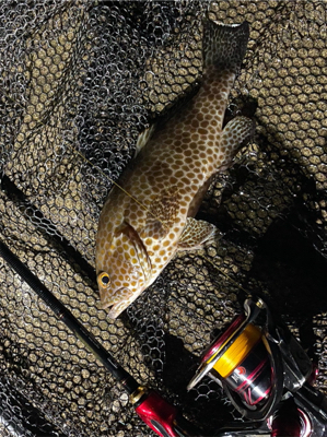 夜中　ライトゲーム