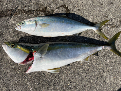 イワシのノマセでガツン！