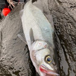 サラシの中からヒラスズキ！！