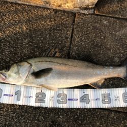 ファミリーフィッシング