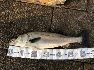 ファミリーフィッシング