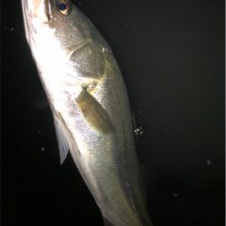 ナイトシーバス！