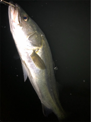 ナイトシーバス！