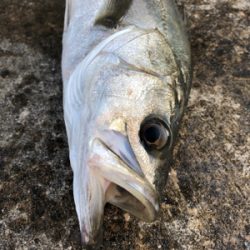 エビ撒き　セイゴ狙い