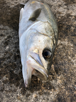 エビ撒き　セイゴ狙い