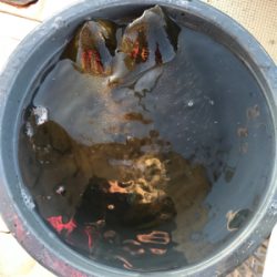 アオリイカ、カワハギ便