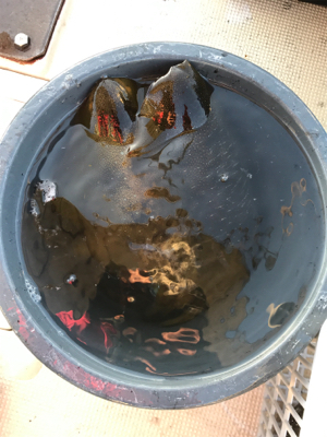 アオリイカ、カワハギ便