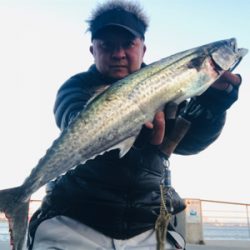 コスモスクエア釣果