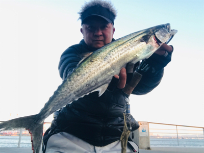 コスモスクエア釣果