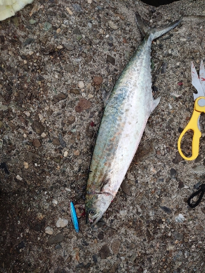 朝イチは寒いが