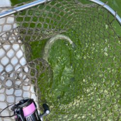 服部トラウト　トゥールチューン