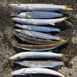 朝一のみカマス釣れてます