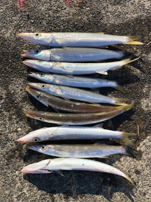 朝一のみカマス釣れてます