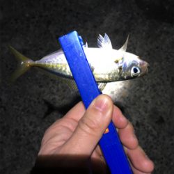 ライトゲームでアジ、メバル