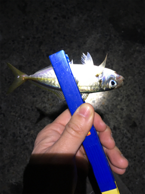 ライトゲームでアジ、メバル