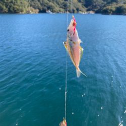 アジの入れ食い