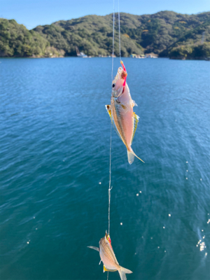 アジの入れ食い