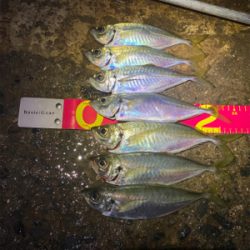 アジ釣れますねぇ〜