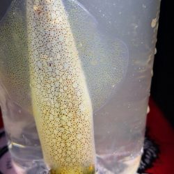 アジング練習 234