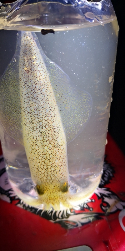 アジング練習 234