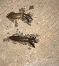 ヒイカを求めて