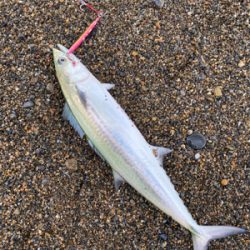 サーフ ジギング