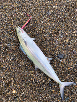 サーフ ジギング