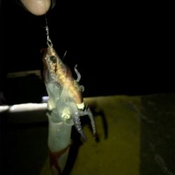 やっぱり厳しいヒイカ釣り(＞＜)