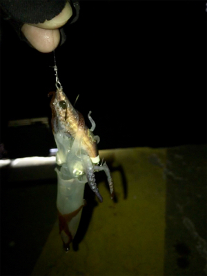 やっぱり厳しいヒイカ釣り(＞＜)