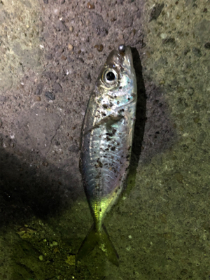 アジングにかかった大物