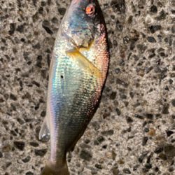 風がビュービューの日のアジング