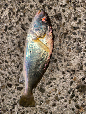 風がビュービューの日のアジング