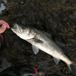 サイズアップならず