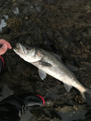 サイズアップならず