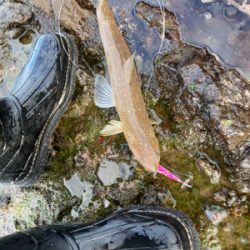 もう真冬なのに夏の魚をゲット!