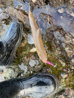 もう真冬なのに夏の魚をゲット！