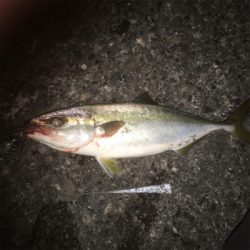 やっと一本釣れました!