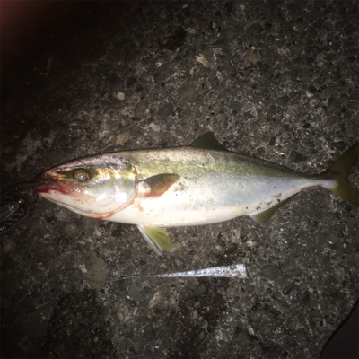 やっと一本釣れました！