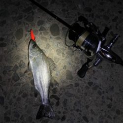 激シブメバリング