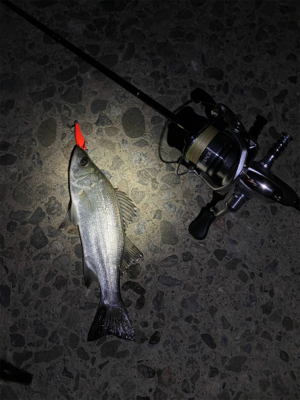 激シブメバリング