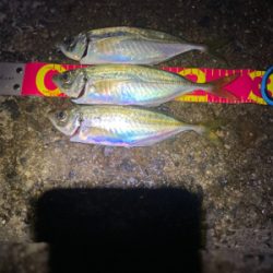 アジ自己新記録!