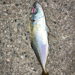 なんとかアジゲット