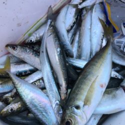 アジに、イワシに、サヨリ！堤防からのライトな釣りを満喫