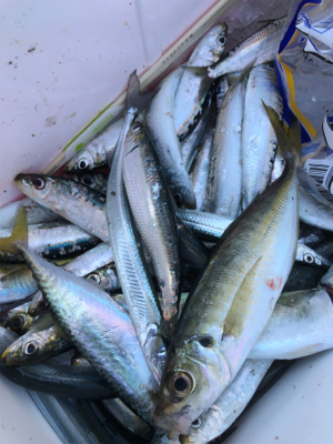 アジに、イワシに、サヨリ！堤防からのライト…